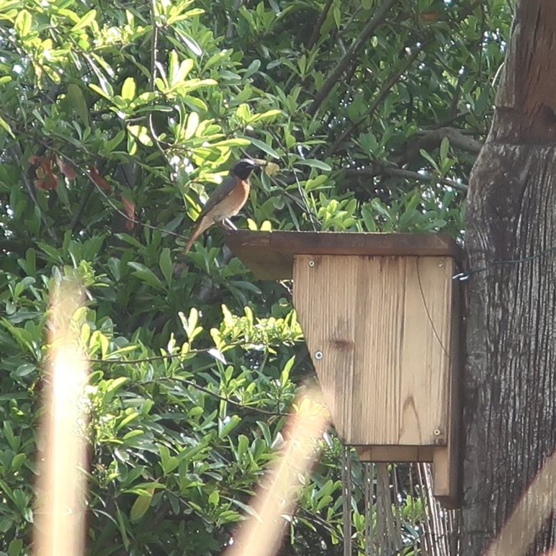 Le Rougequeue à front blanc utilise nos nichoirs&nbsp;!
