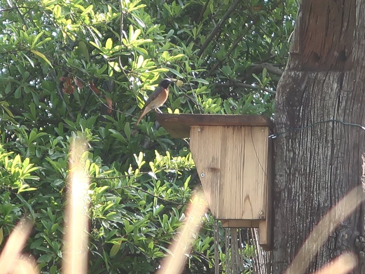 Le Rougequeue à front blanc utilise nos nichoirs&nbsp;!