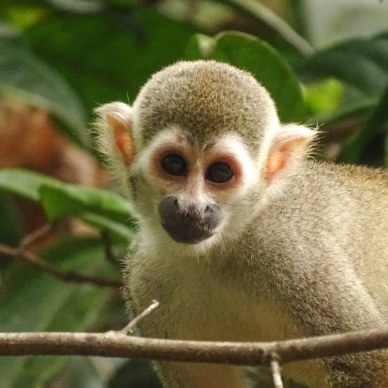 Zoom sur le Saïmiri, ou singe écureuil, un des singes les plus courant de Guyane&nbsp;!