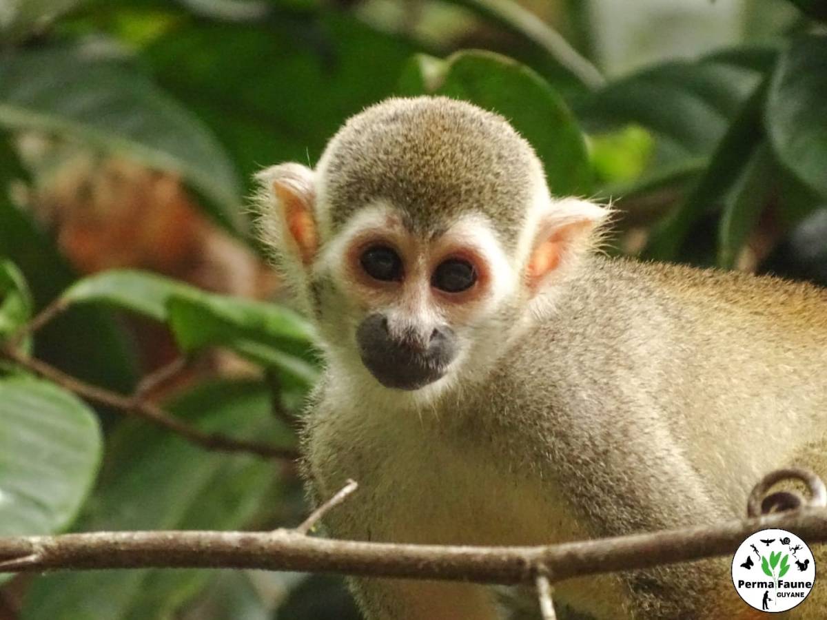 Zoom sur le Saïmiri, ou singe écureuil, un des singes les plus courant de Guyane&nbsp;!