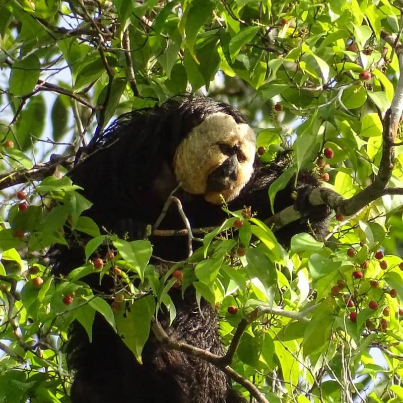 Le Saki à face pâle mâle adulte&nbsp;!