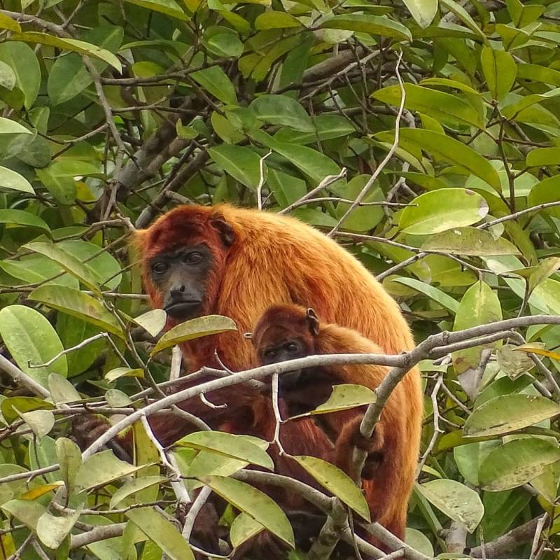 Le Singe Hurleur roux&nbsp;!