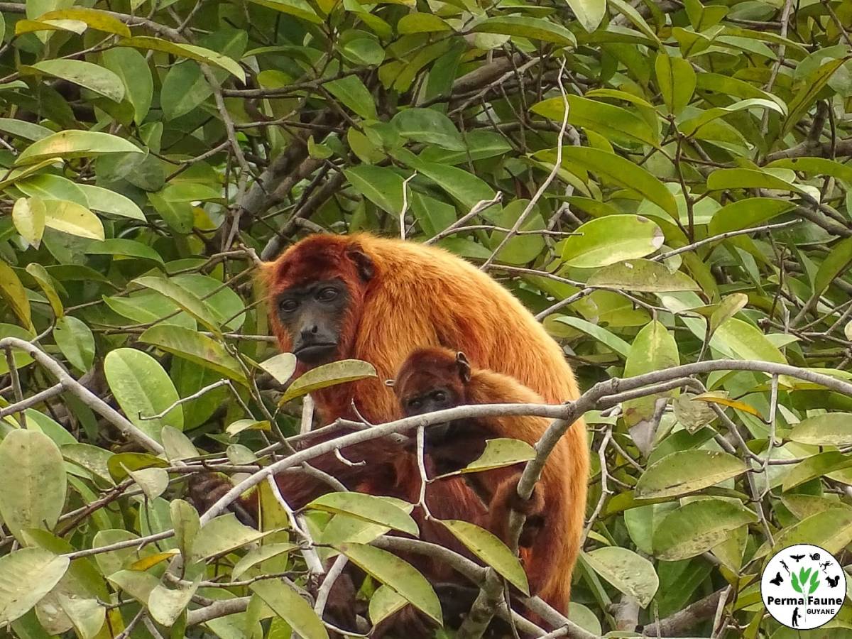 Le Singe Hurleur roux&nbsp;!