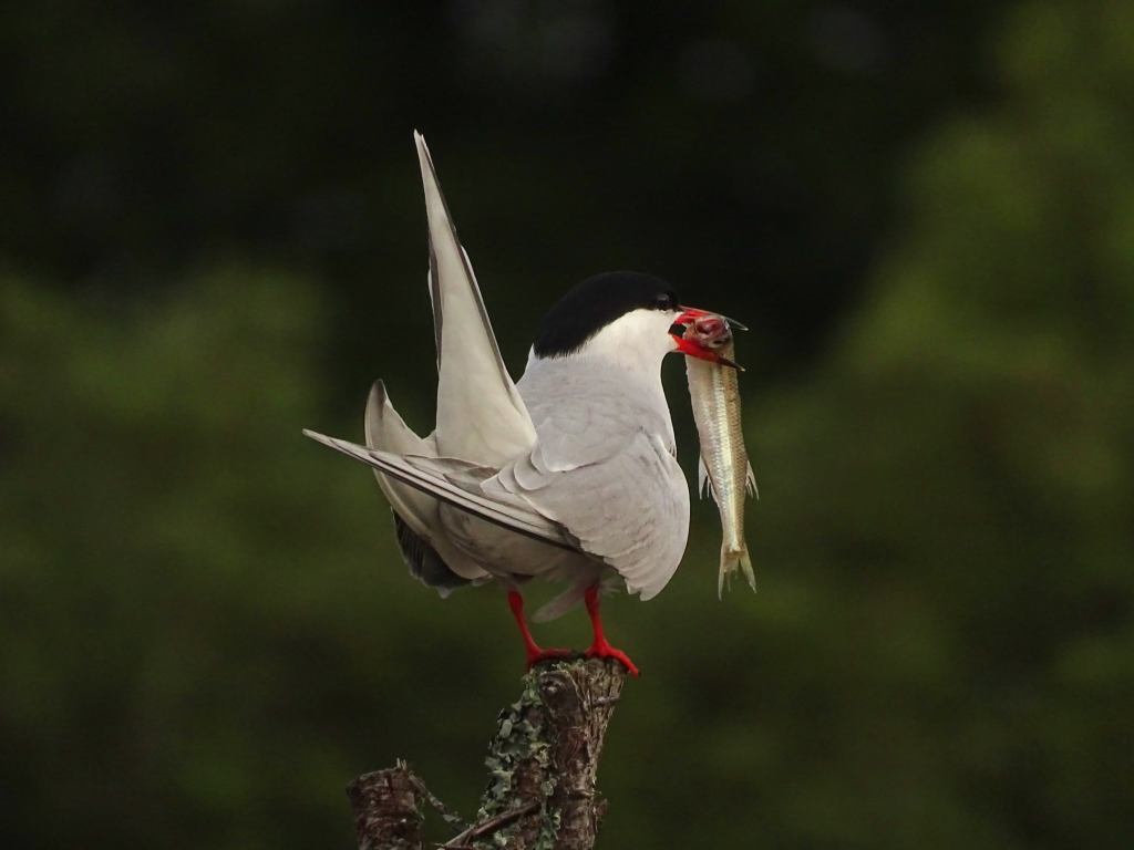 Sterne Pierregarin et sa superbe prise !
