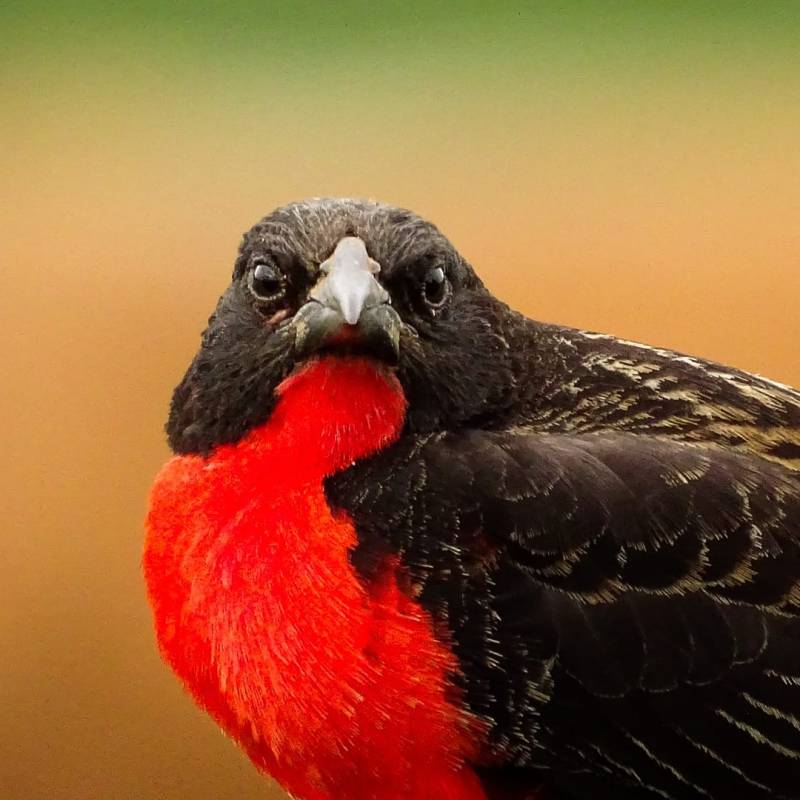 Portrait volé et infos sur le &laquo;&nbsp;Rouj gorj&nbsp;&raquo; local&nbsp;!