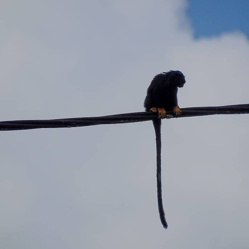 Connaissez-vous le tamarins à mains dorées&nbsp;?