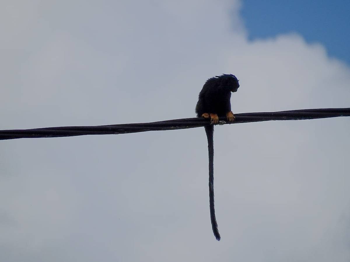 Connaissez-vous le tamarins à mains dorées&nbsp;?