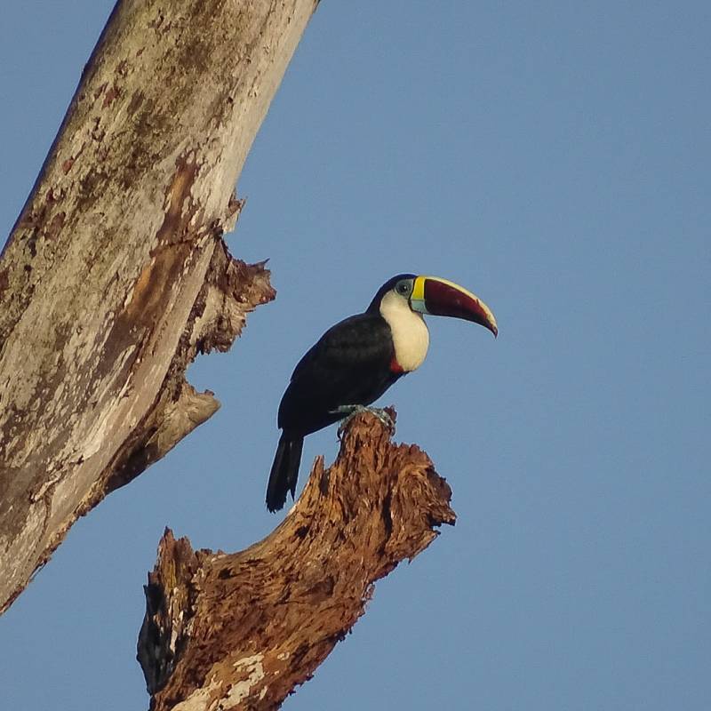 Pour en savoir + sur le bec des toucans&nbsp;!