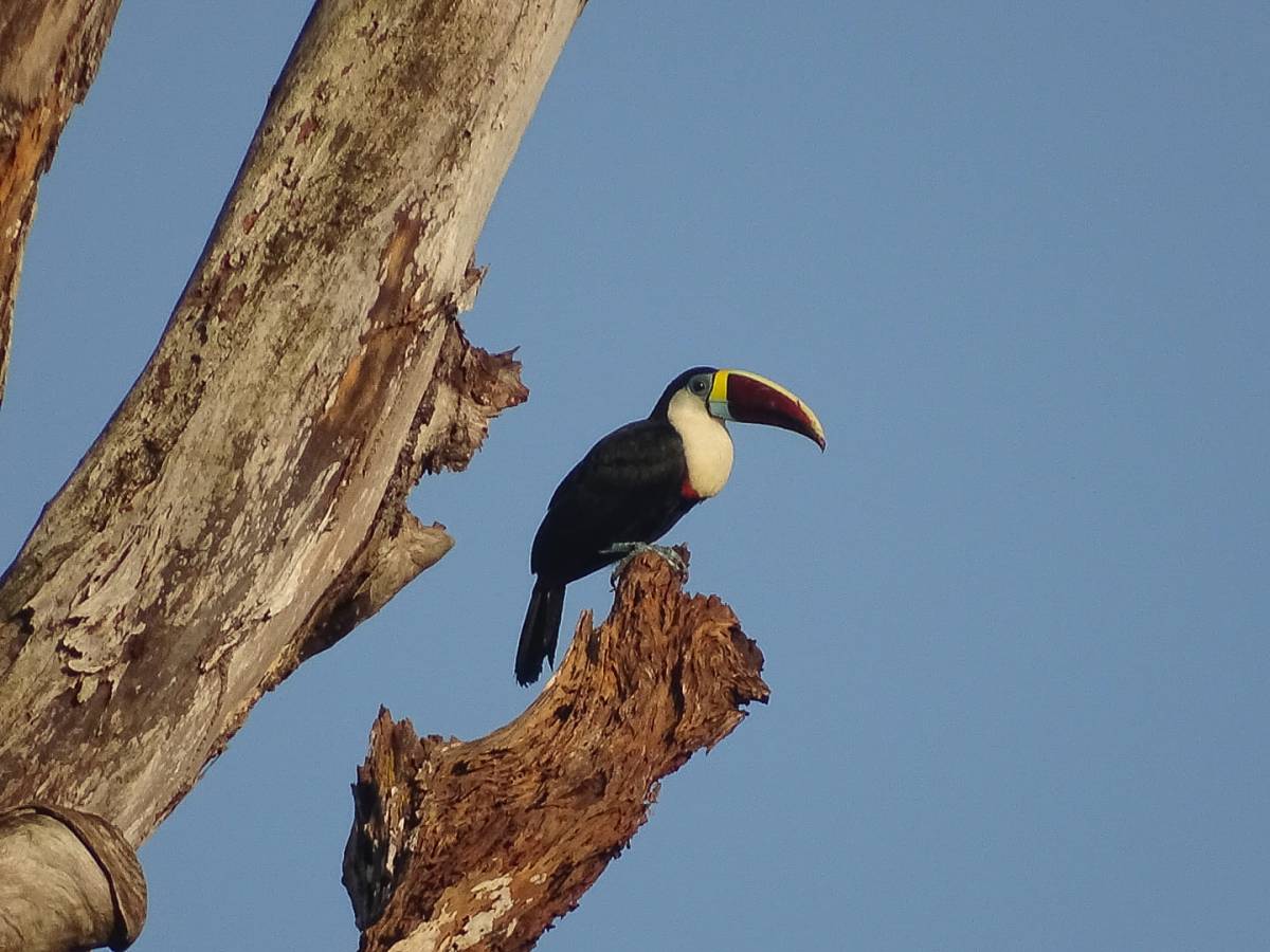 Pour en savoir + sur le bec des toucans&nbsp;!