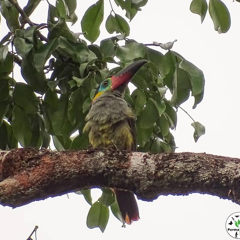 Connaissez vous le Toucanet Koulik, un des plus petits Toucan de Guyane Française&nbsp;?