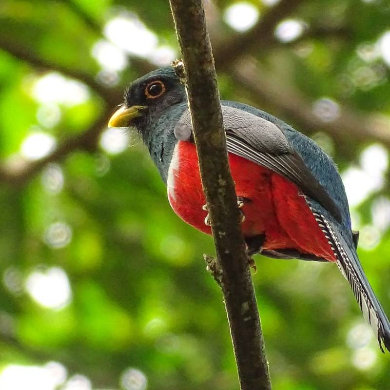 Le Trogon rosalba