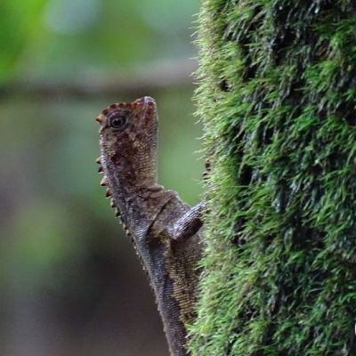 Le Tropidure sourcilleux : le lézard aux propriétés aphrodisiaques qui marchait sur l&rsquo;eau&nbsp;!