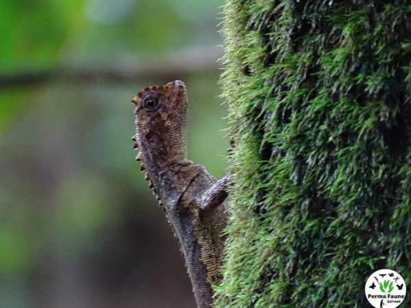 Le Tropidure sourcilleux : le lézard aux propriétés aphrodisiaques qui marchait sur l&rsquo;eau&nbsp;!