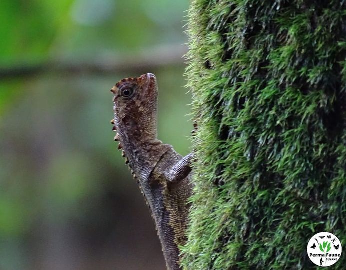 Le Tropidure sourcilleux : le lézard aux propriétés aphrodisiaques qui marchait sur l’eau !