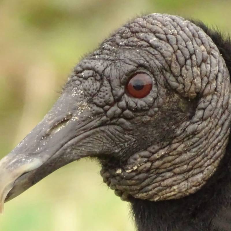 L&rsquo;Urubu noir : un oiseau mal aimé, assurant pourtant la bonne santé de nos écosystèmes&nbsp;!