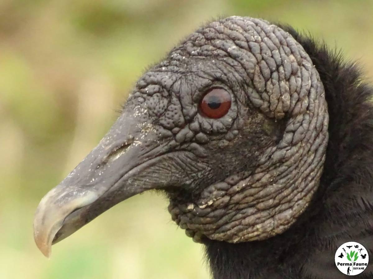 L&rsquo;Urubu noir : un oiseau mal aimé, assurant pourtant la bonne santé de nos écosystèmes&nbsp;!
