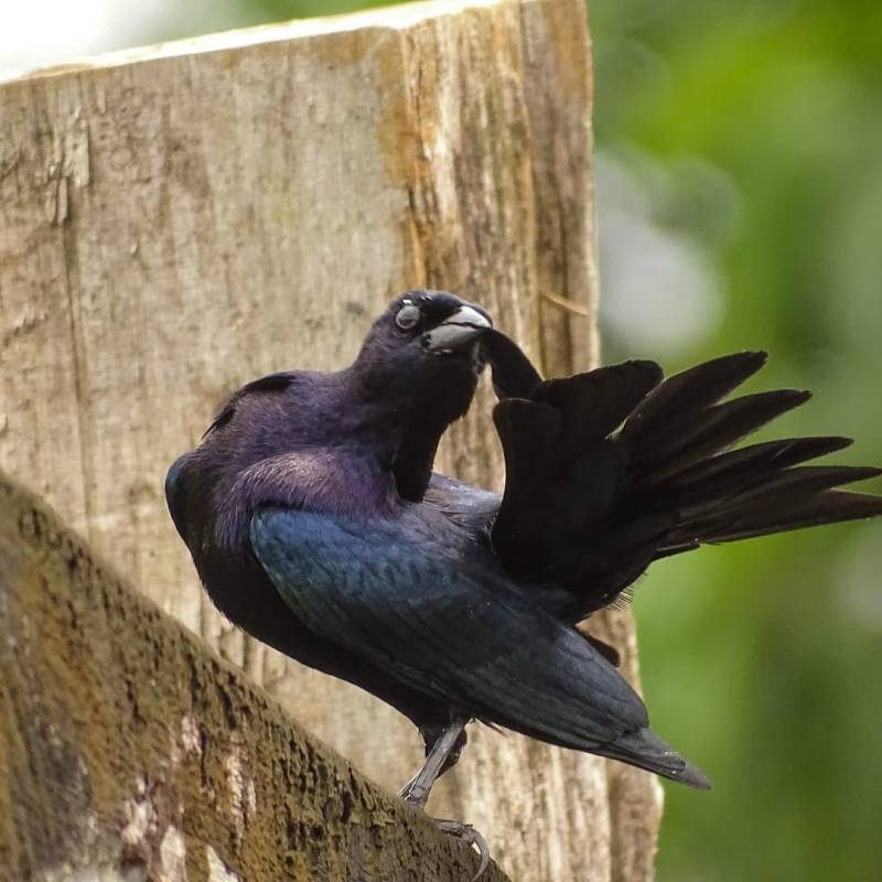 Connaissez vous le Vacher luisant&nbsp;?