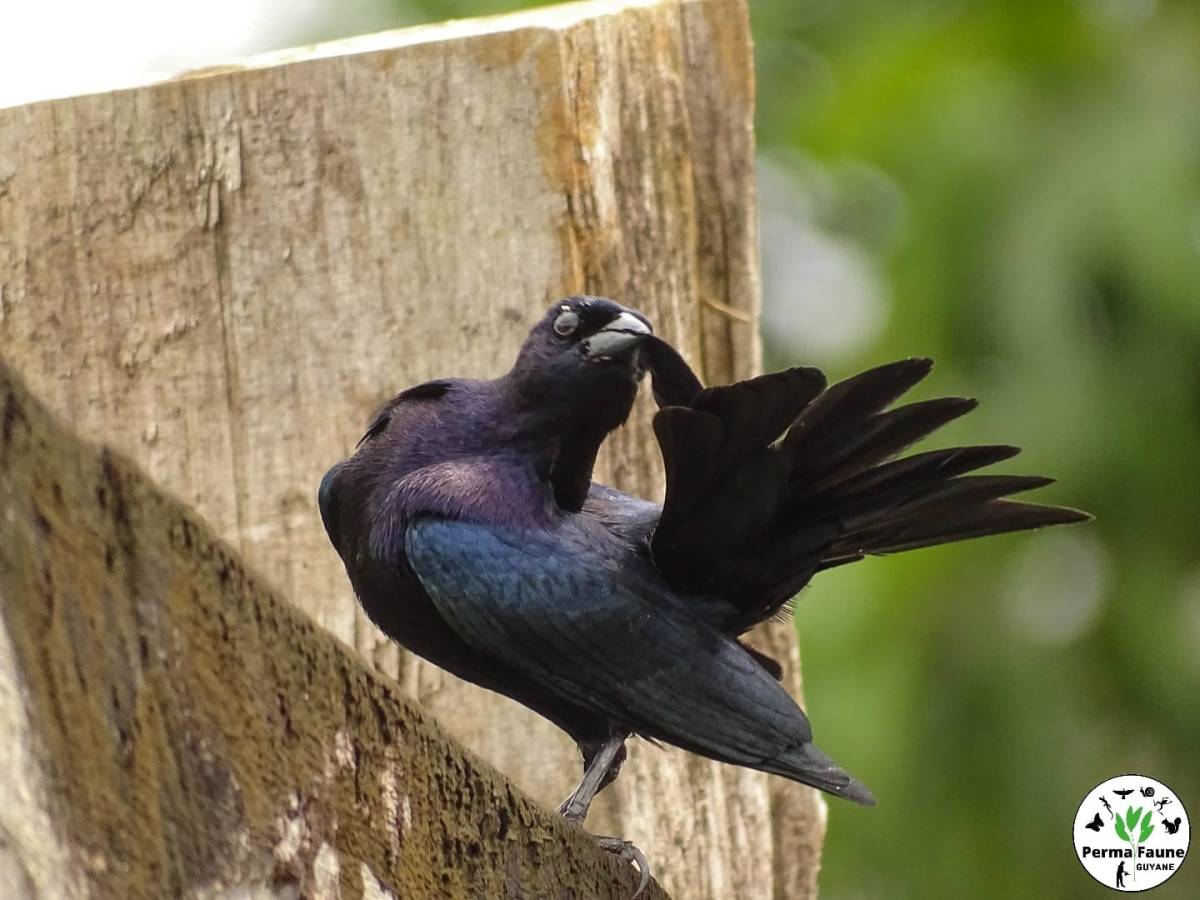 Connaissez vous le Vacher luisant&nbsp;?