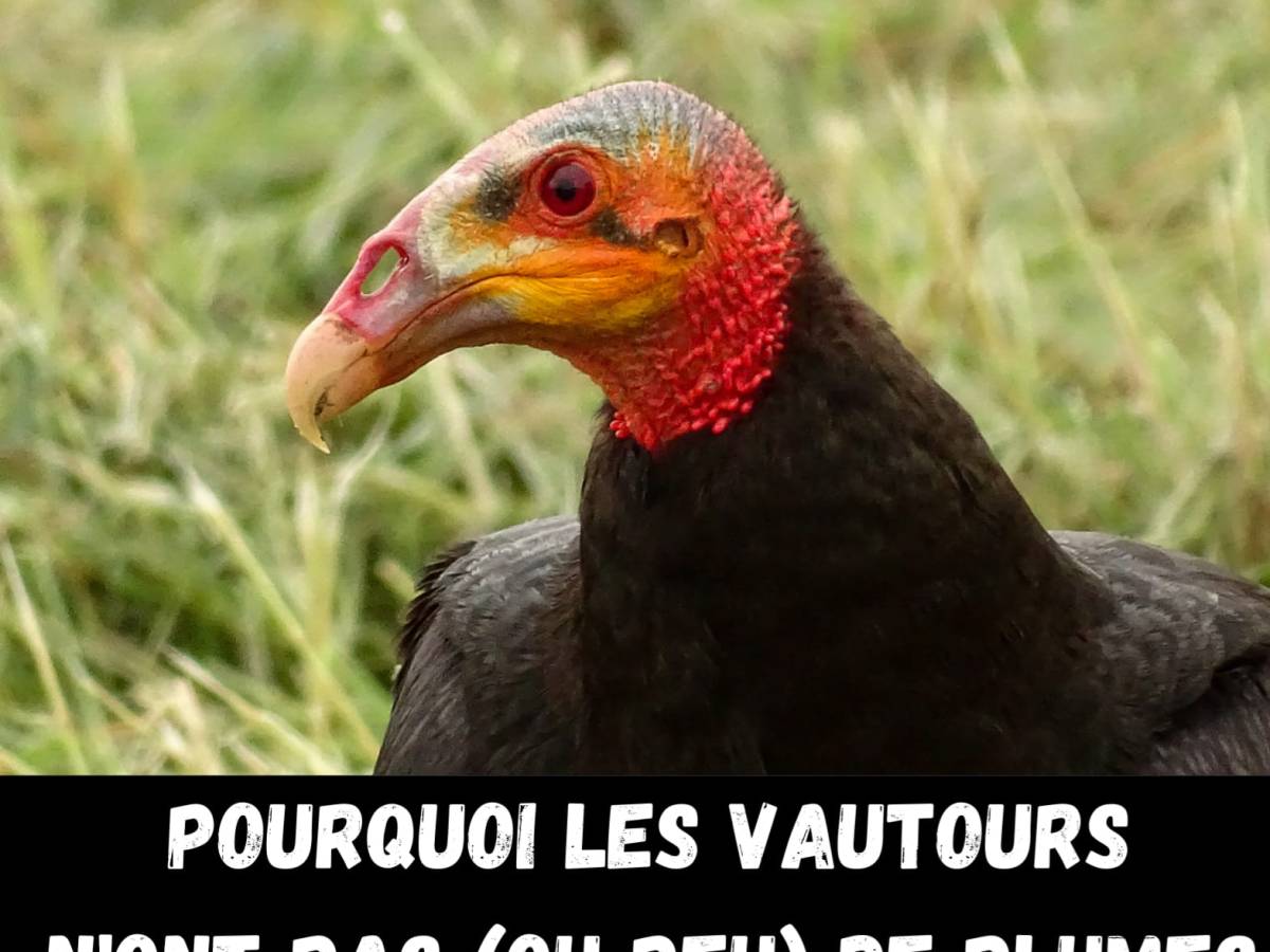 Connaissez-vous les équipements et les capacités spéciales des vautours&nbsp;?