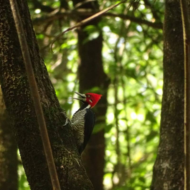 Le pic de Malherbe donne de la voix&nbsp;!