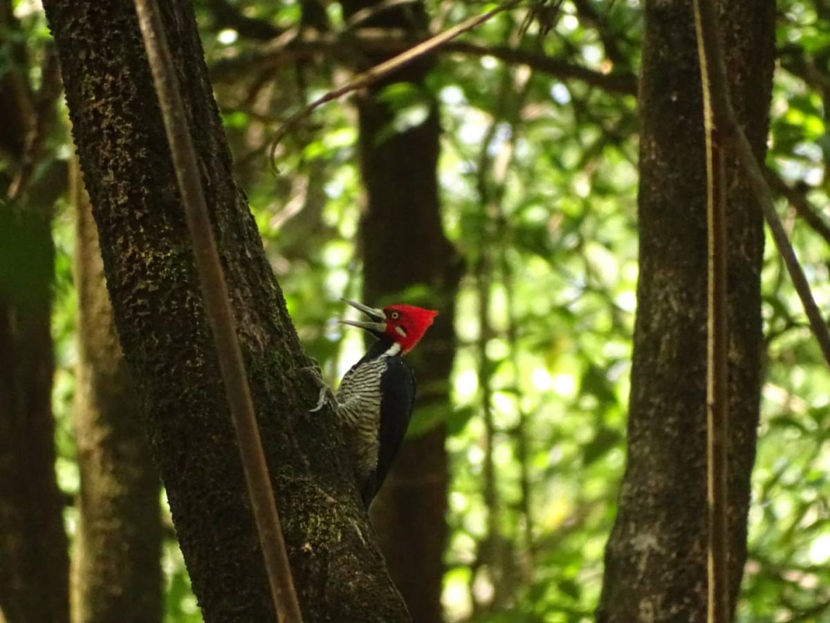 Le pic de Malherbe donne de la voix&nbsp;!
