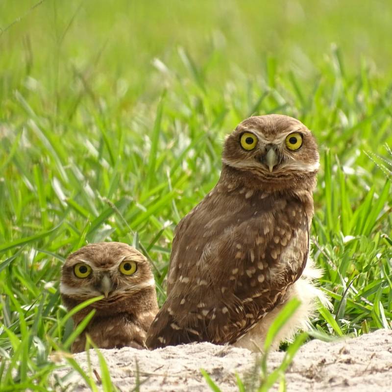 Les jeunes Chevêche des terriers découvrent le monde extérieur&nbsp;!