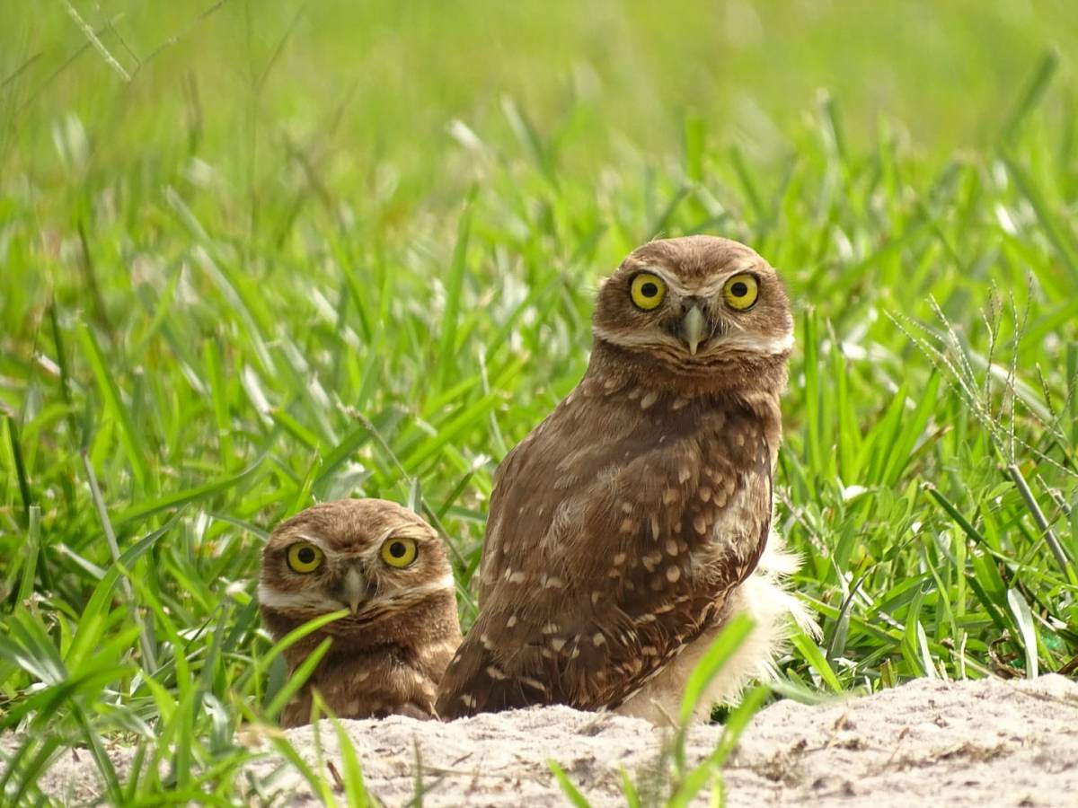 Les jeunes Chevêche des terriers découvrent le monde extérieur&nbsp;!