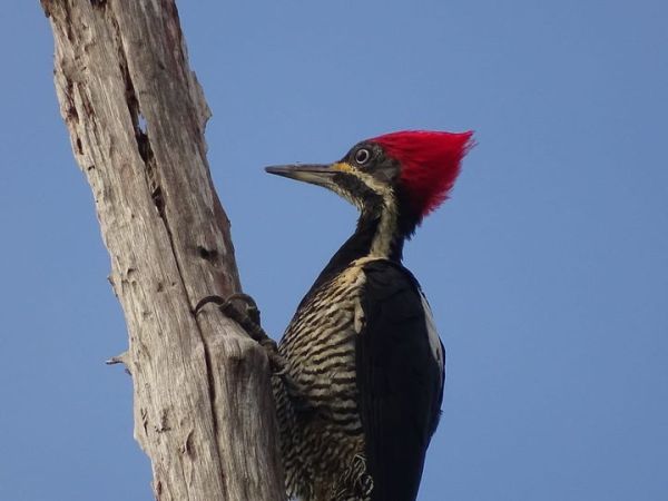 Voici le superbe Pic ouentou femelle&nbsp;!