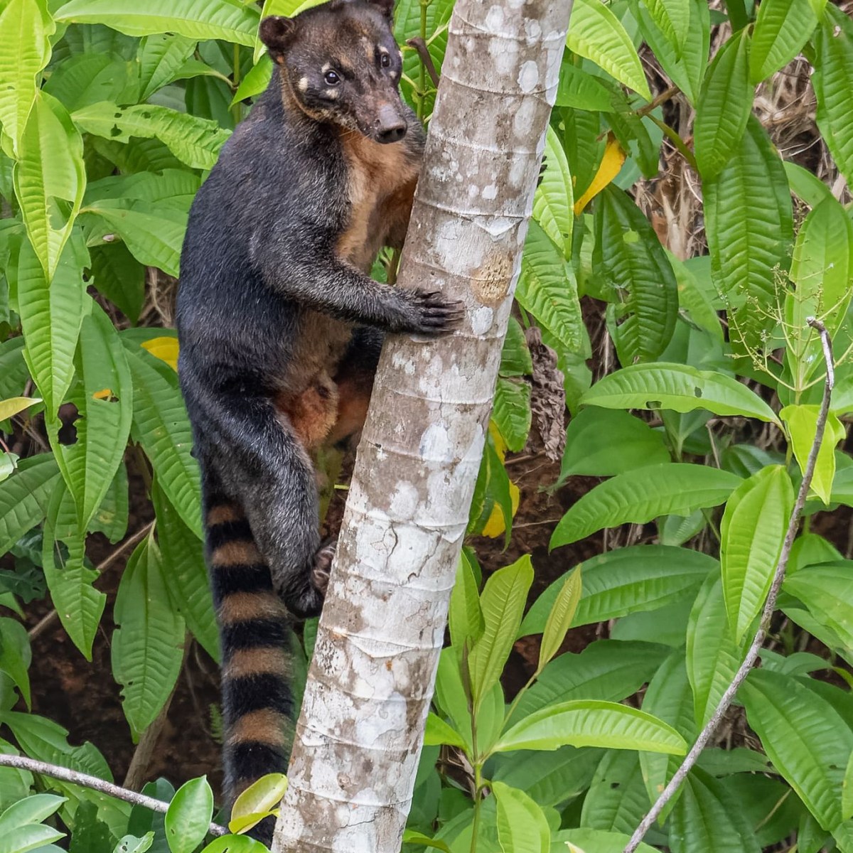 Une chouette rencontre pour notre retour en Guyane&nbsp;!
