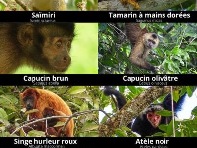 Identifier les singes&nbsp;Guyanais