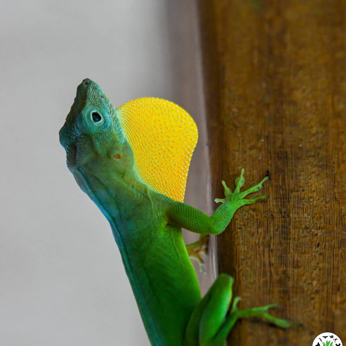 L&rsquo;anolis marmoratus mâle