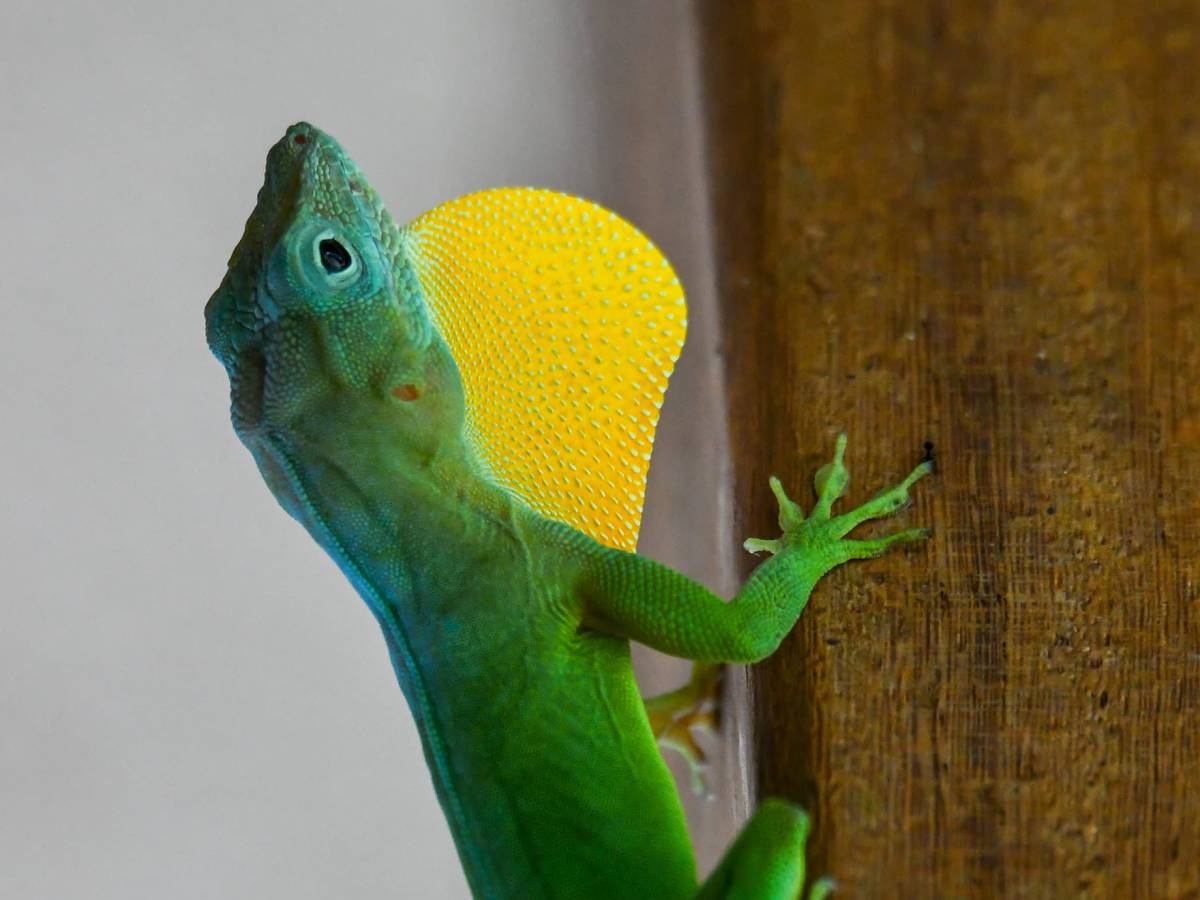 L&rsquo;anolis marmoratus mâle