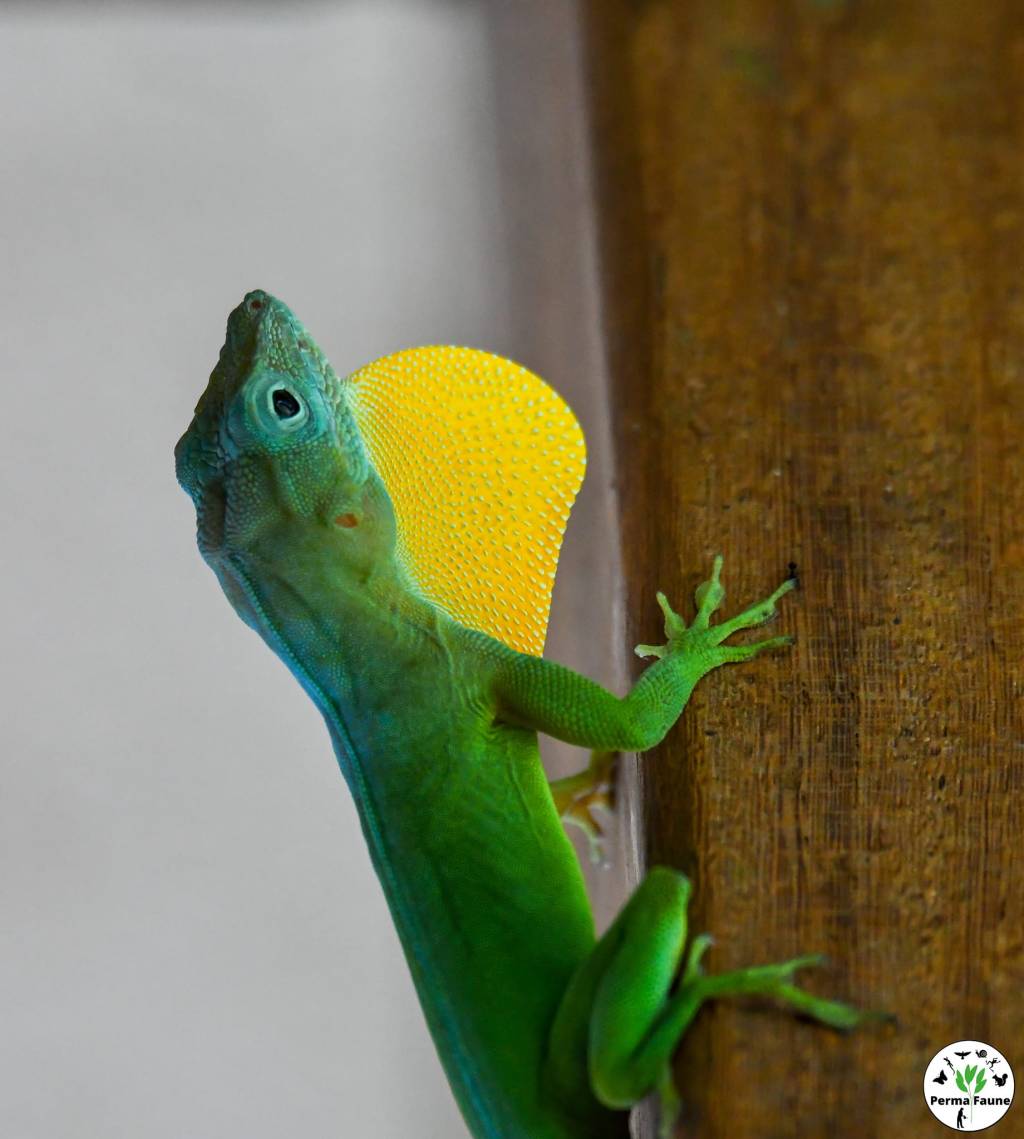 L&rsquo;anolis marmoratus mâle