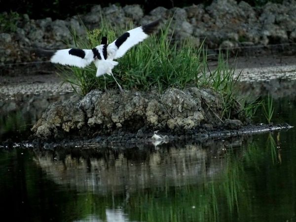 Voyez-vous cet oisillon écrasé au sol&nbsp;?