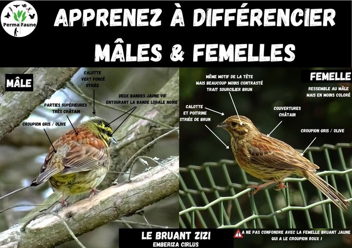 Aide à l&rsquo;identification – Bruant&nbsp;zizi