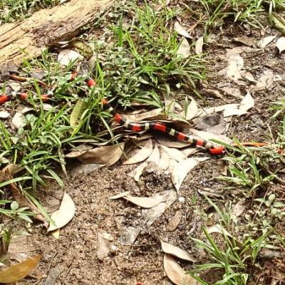 Accouplement de Couresse faux corail au jardin&nbsp;!