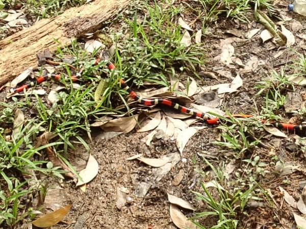 Accouplement de Couresse faux corail au jardin&nbsp;!