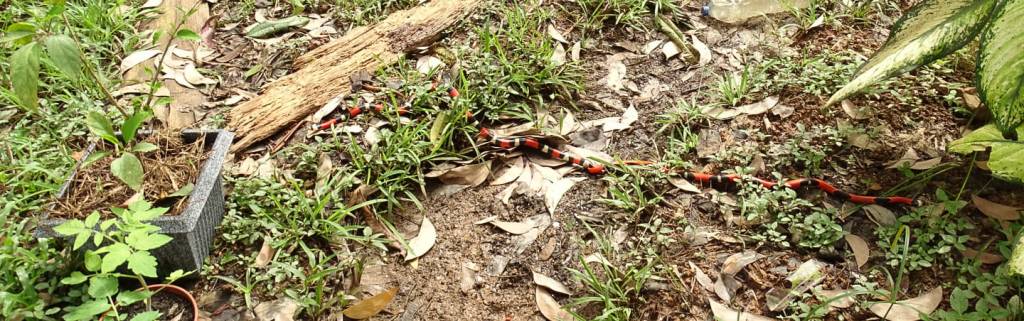 Accouplement de Couresse faux corail au jardin&nbsp;!
