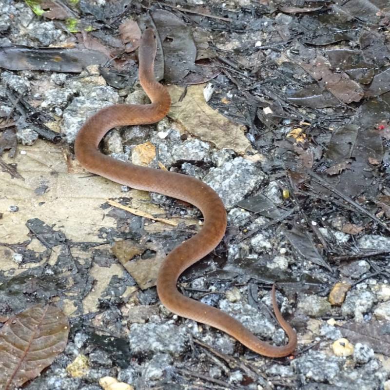 Erythrolamprus typhlus sur notre&nbsp;chemin