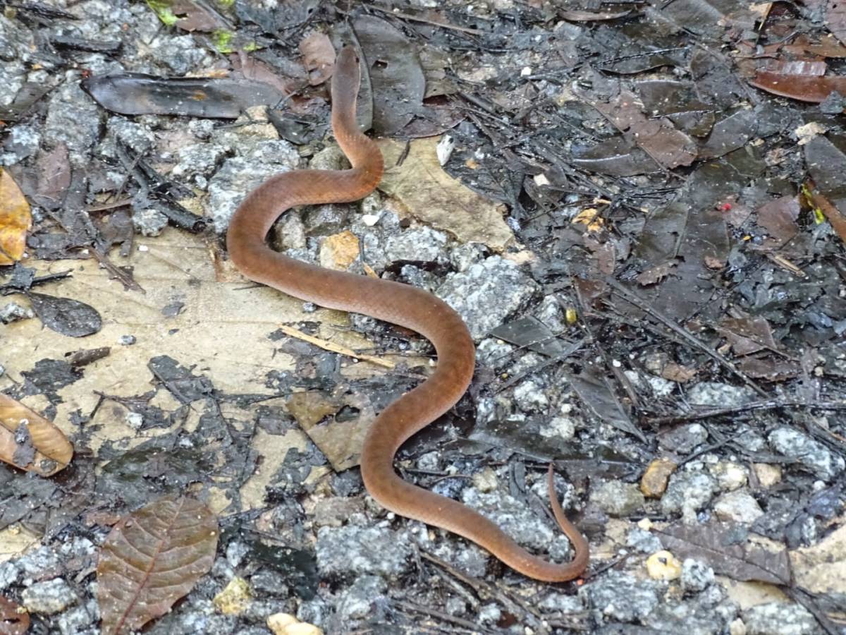 Erythrolamprus typhlus sur notre&nbsp;chemin
