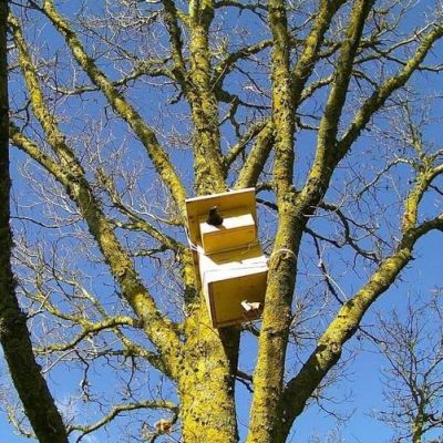 Un nouveau locataire a élu domicile dans un de nos nichoirs PermaFaune en Normandie (Eure)&nbsp;!