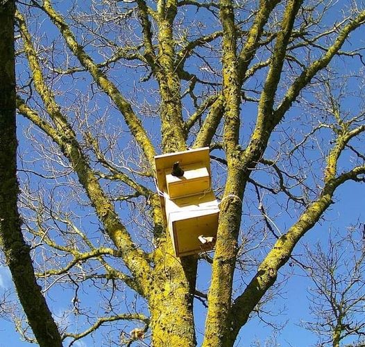 Un nouveau locataire a élu domicile dans un de nos nichoirs PermaFaune en Normandie (Eure) !