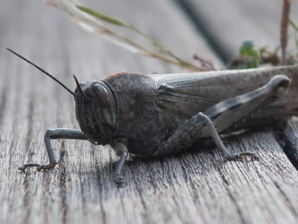 Rencontre avec le criquet&nbsp;Égyptien