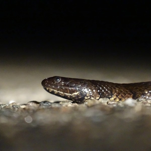 Rencontre avec Helicops&nbsp;leopardinus