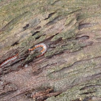 Hydrops triangularis à&nbsp;Petit-Saut