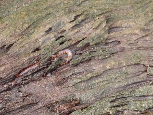Hydrops triangularis à&nbsp;Petit-Saut