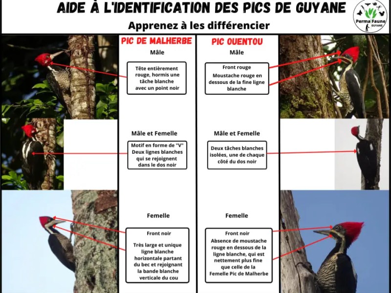 Aide à l&rsquo;identification des pics de&nbsp;Guyane