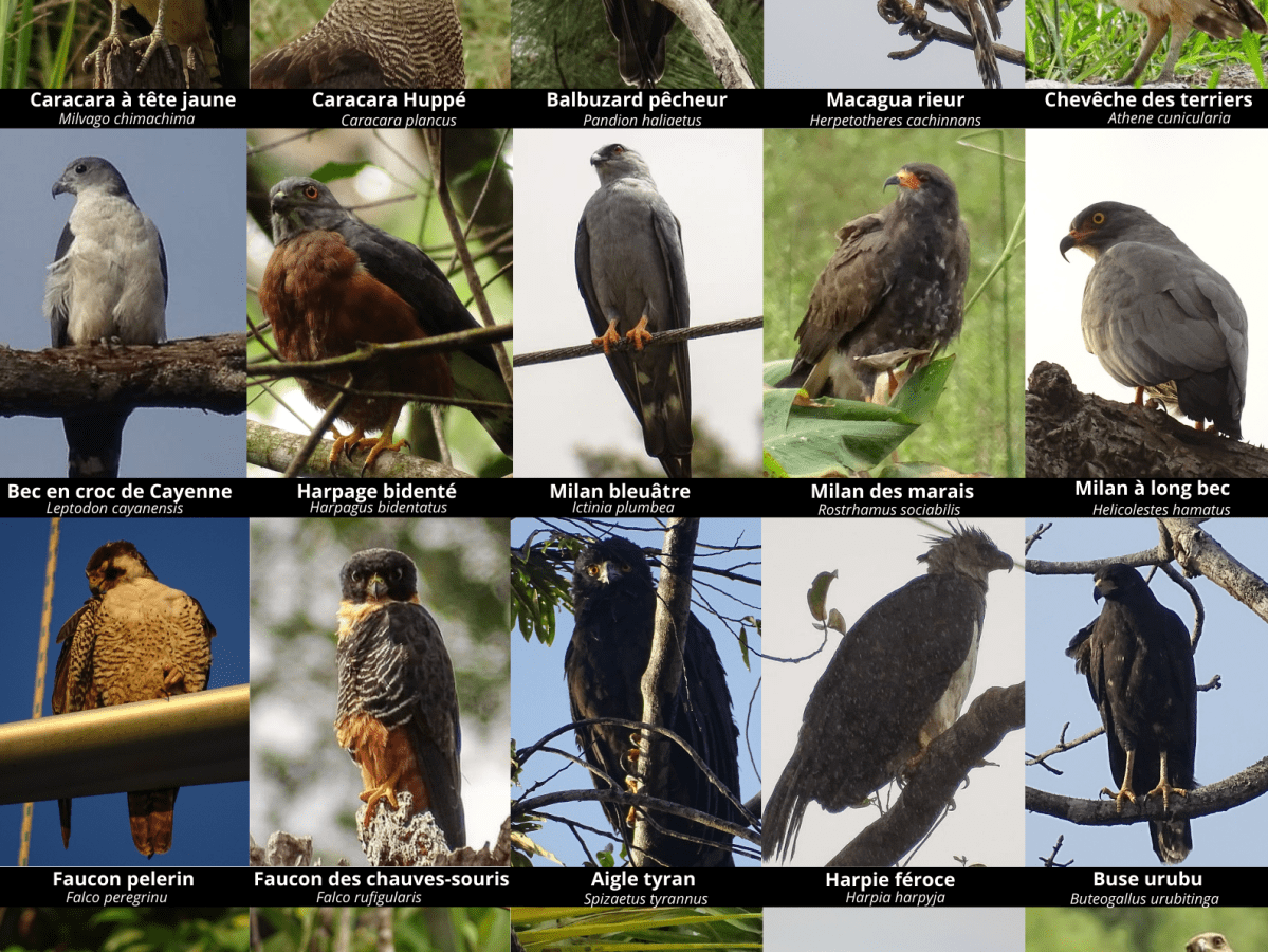 Les rapaces de Guyane – Partie&nbsp;1