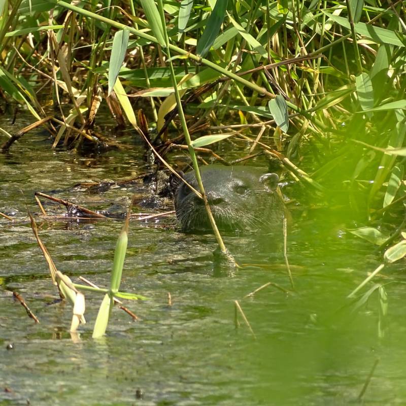 La loutre à longue queue – loutre&nbsp;commune