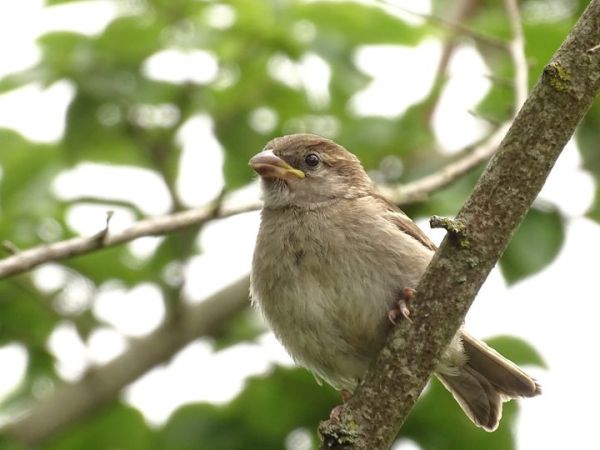 Tous les moineaux n&rsquo;ont pas encore disparus&nbsp;!